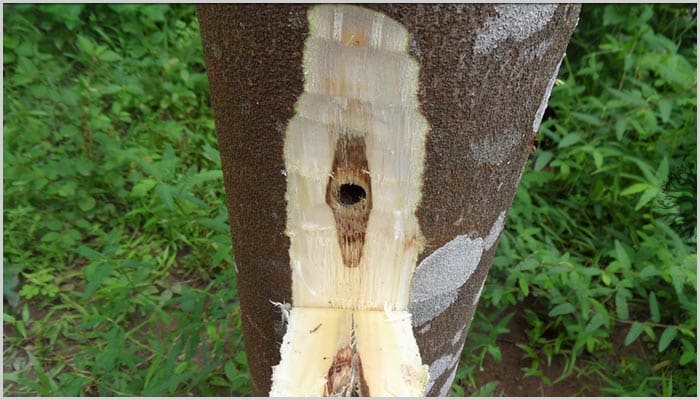 nguồn gốc trầm hương