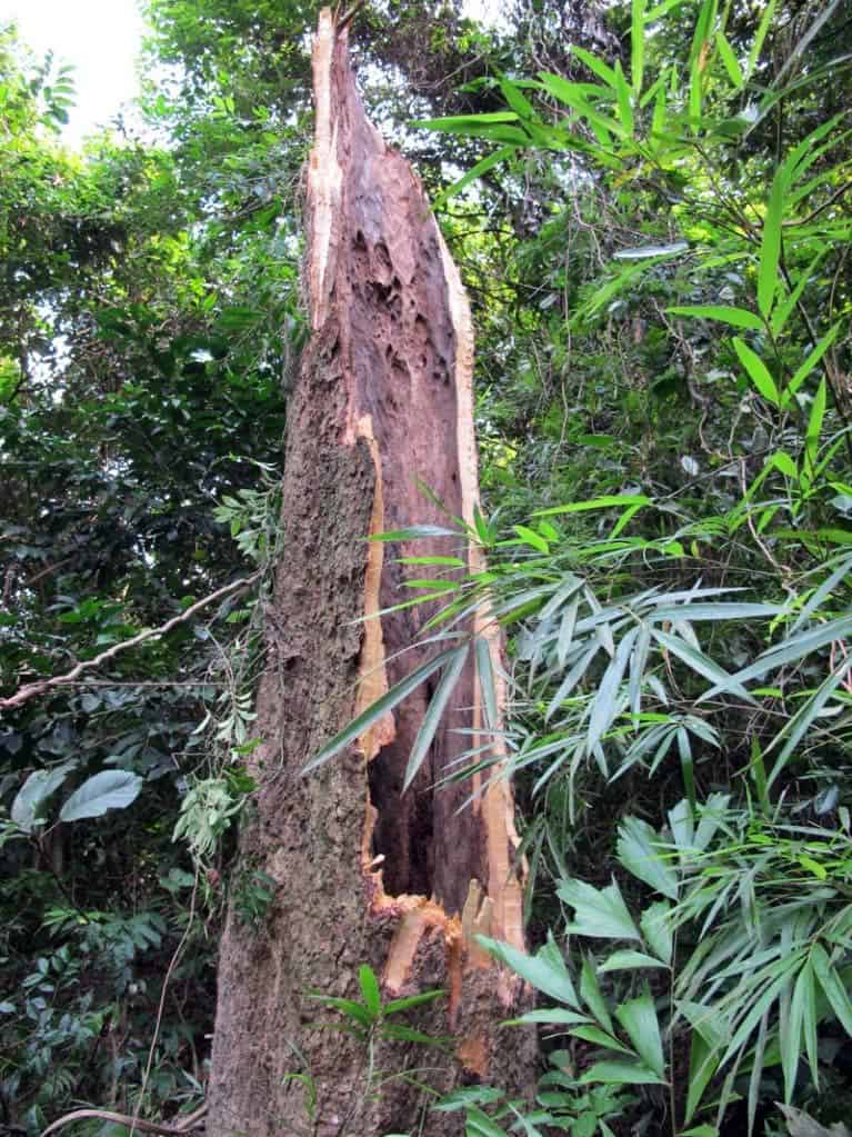 Cây Trầm Hương
