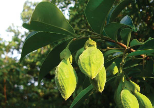 Cây gió bầu