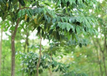 Cây Dó Bầu