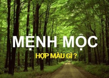 Mệnh Mộc hợp màu gì?