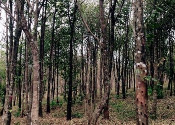 Rừng dó bầu