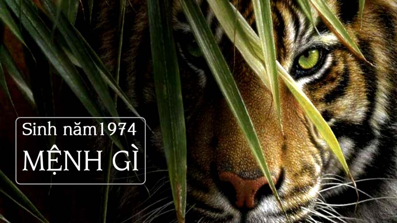Sinh năm 1974 mệnh gì? - Tuổi Giáp Dần