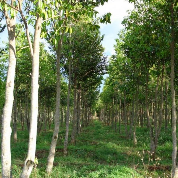 trầm hương