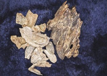 Các loại Trầm Tốc