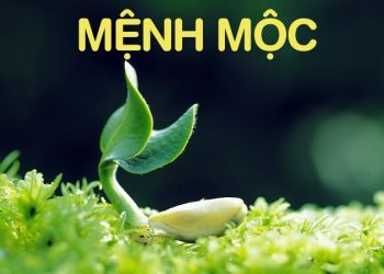 Mệnh mộc và ý nghĩa trong ngũ hành
