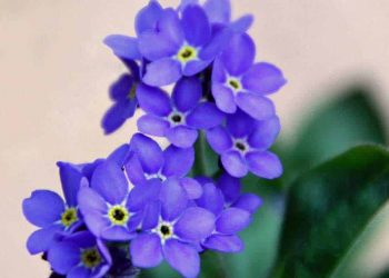 Sự tích hoa lưu ly - nguồn gốc của tên gọi Forget me not?