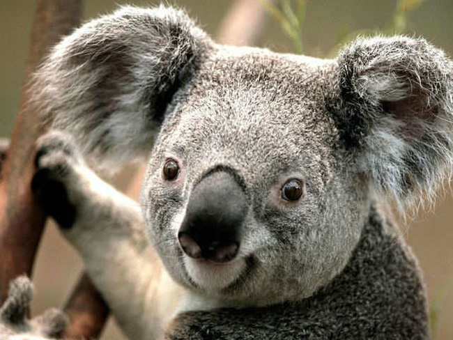 Gấu Koala và sự thật thú vị