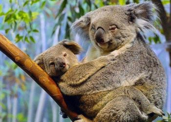 Xuất xứ và khu vực gấu Koala sinh sống