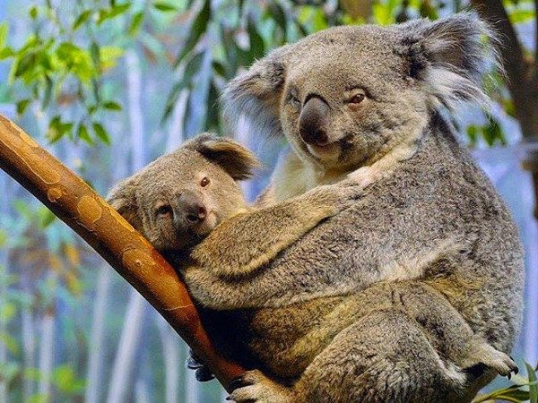 Xuất xứ và khu vực gấu Koala sinh sống