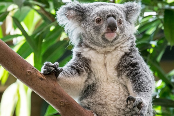 Nguồn gốc của cái tên Koala - "không uống rượu"