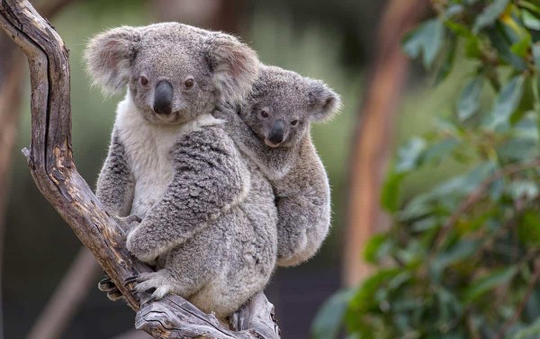 Bộ não của Koala là bộ não nhỏ nhất trong số các loài động vật có vú
