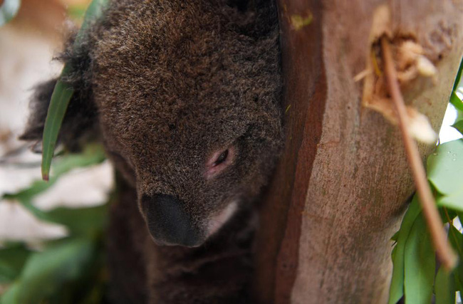 Gấu Koala ngủ tới 22 giờ mỗi ngày