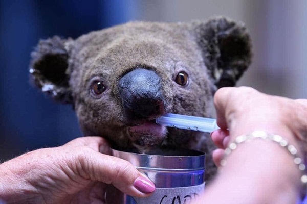 Sự tuyệt chủng của gấu Koala