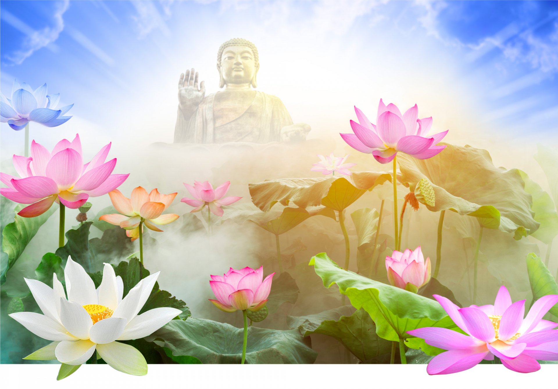 What is the meaning of lotus in Buddhism?