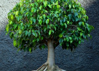 Cây bồ đề là cây gì?