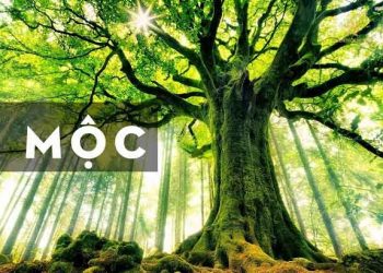 Bình địa mộc
