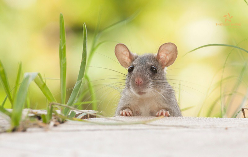 Bị chuột cắn có điềm gì không?
