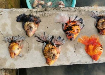 cá chết điềm gì