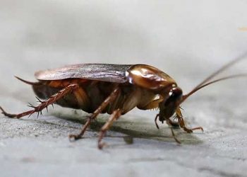 Gián bò lên người là điềm gì