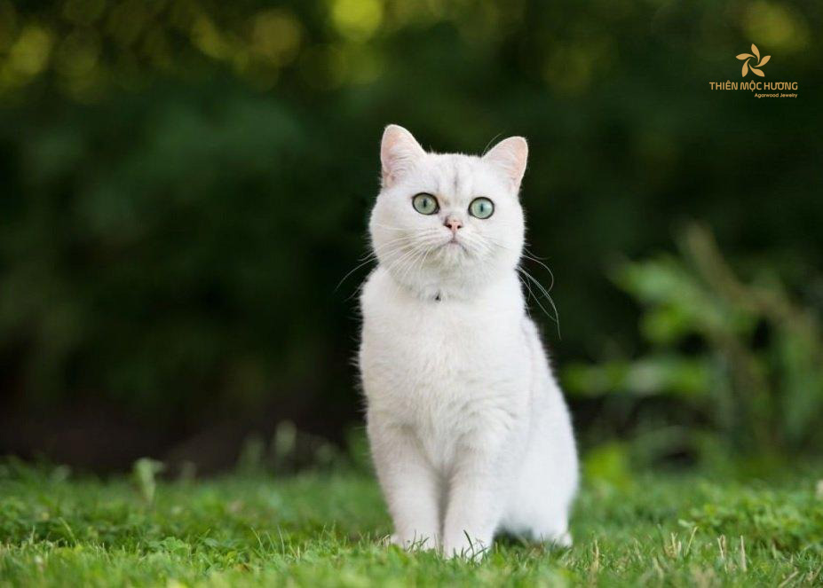 Mèo trắng trong hệ tâm linh