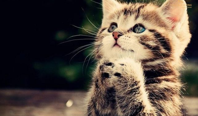 Sinh năm 1951 mệnh gì ? Tổng quan tử vi đầy đủ nhất