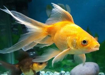 Mơ thấy cá là điềm báo gì ?