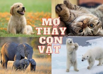 Mơ thấy con vật