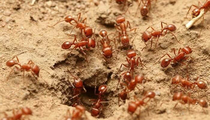 Nằm mơ thấy đàn kiến bao vây mình