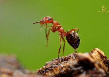 Ngủ mơ thấy có đàn kiến đang bám quanh người bạn