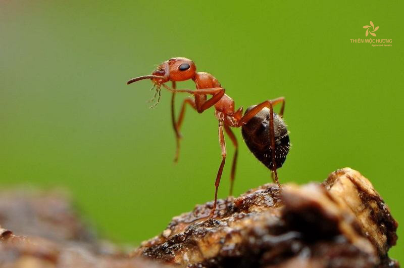Ngủ mơ thấy có đàn kiến đang bám quanh người bạn