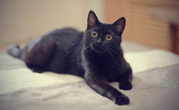 Chiêm bao thấy mèo đen