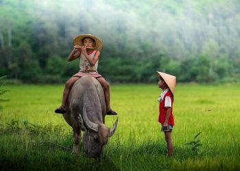 Mơ thấy trâu