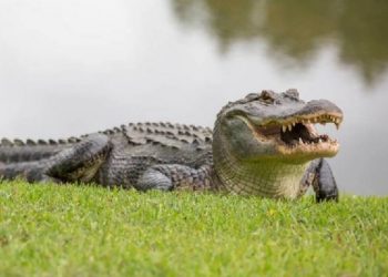 Nằm mơ thấy cá xấu là điềm báo gì?