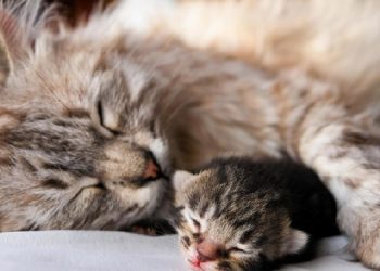 Nằm mơ thấy mèo đẻ là điềm gì?
