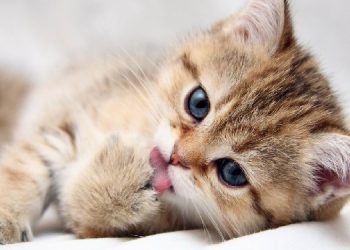 Mơ thấy mèo là điềm báo gì ?