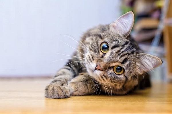 Mơ thấy mèo là điềm báo gì? Những con số may mắn liên quan
