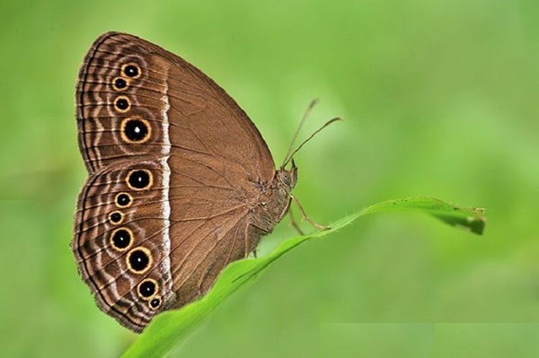 Ý nghĩa của loài bướm trong tâm linh