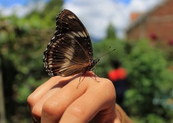 Bươm bướm đậu vào người là điềm gì?