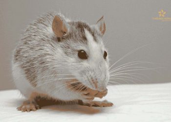 Bị chuột cắm là điềm gì