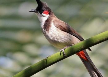 Chào mào bay vào nhà là điềm gì?