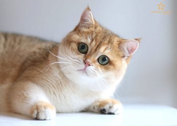 Mèo vàng vào nhà là điềm gì?