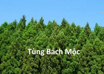 Tùng Bạch Mộc
